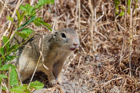 A fully grown ground squirrel (Spermophilus citellus) sits on dry ground with sparse vegetation on