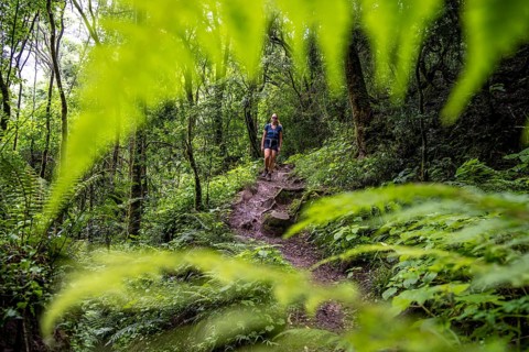 Tourist hiking through pristine mountain forest, Ukhahlamba-Drakensberg Park, KwaZulu-Natal,