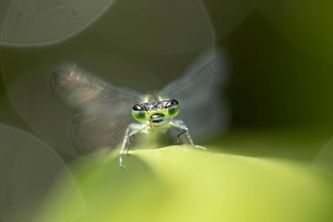 Blue tailed damselfly (Ischnura elegans) adult insect resting on a reed stem in a garden pond in