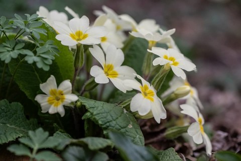 Cushion primrose (Primula vulgaris), Emsland, Lower Saxony, Germany