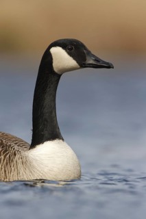 Canada Goose (Branta canadensis), Utrecht, Netherlands
