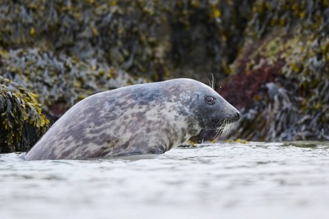 Grey seal (Halichoerus grypus) on a rock on the edge of the water, Düne, Helgoland,