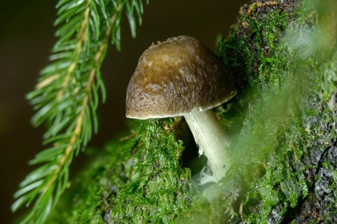 Roof mushroom, deer shield, fawn mushroom, deer brown roof mushroom, pluteus atricapillus, pluteus
