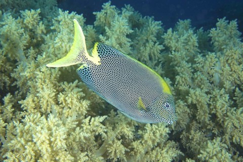Spotted rabbitfish (Siganus stellatus laqueus)