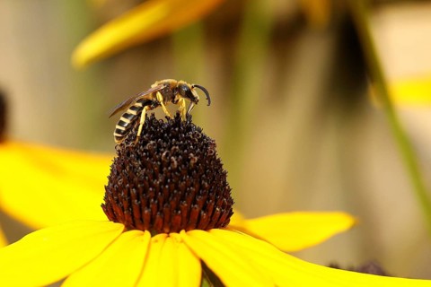 European european beewolf (Philanthus triangulum), on the flower of a yellow coneflower (Echinacea