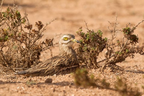 Eurasian Stone-curlew (Burhinus oedicnemus), Morocco