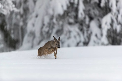 One young male Roe Deer, Roe buck (Capreolus capreolus), running through deep snow. Trees in the