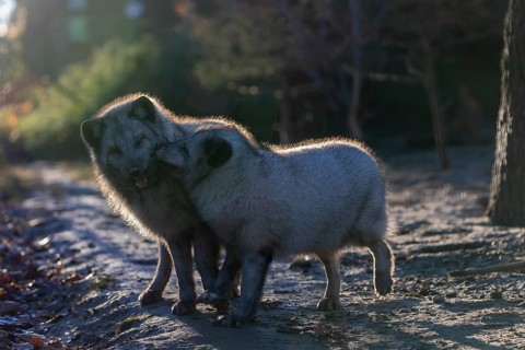 Two arctic foxes (Vulpes lagopus), (white fox, polar fox, or snow fox) playing with each other in