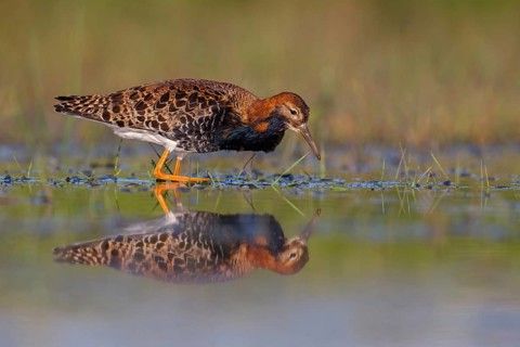 Ruff (Philomachus pugnax), male, Narew, Bialystok, Podlasie, Poland