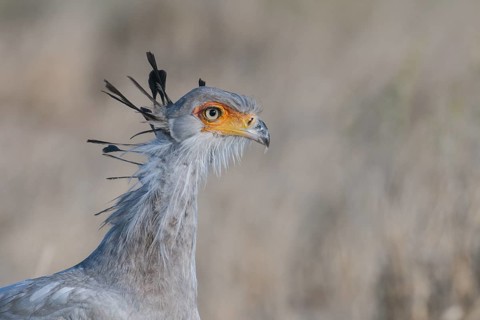 Secretarybird (Sagittarius serpentarius), Northern Cape, South Africa