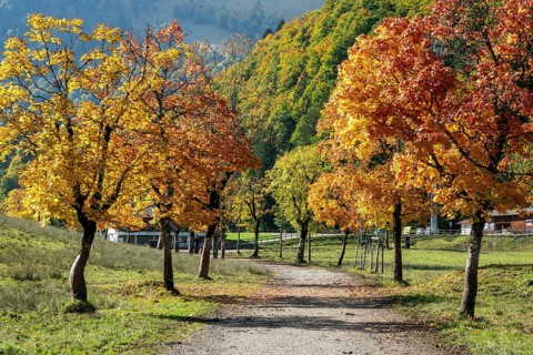 Autumn atmosphere, avenue with autumn-colored sycamore trees, Stillach Valley, near Heini-Klopfer