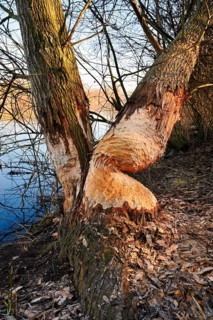 Silver willows (Salix alba) gnawed and felled by the European beaver (Castor fiber) on the River