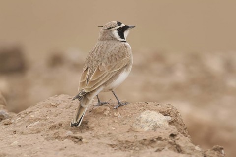 Temminck's Lark (Eremophila bilopha), Morocco