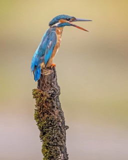 Common Kingfisher (Alcedo atthis) female calling, Saxony-Anhalt, Germany
