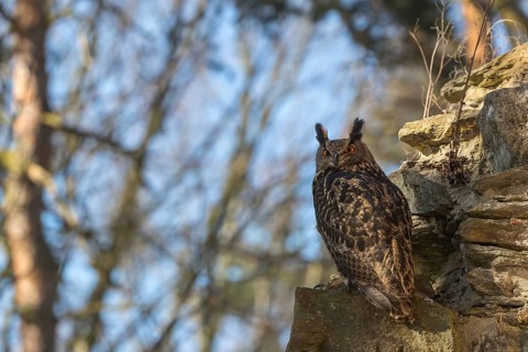 One Eurasian Eagle Owl, Bubo bubo, perched on the walls of a ruin of a monastery. Trees and blue