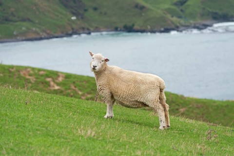 Sheep grazing at Otago Peninsula, Otago, South Island, New Zealand