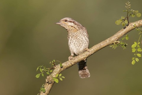 Eurasian Wryneck (Jynx torquilla), Brandenburg, Germany