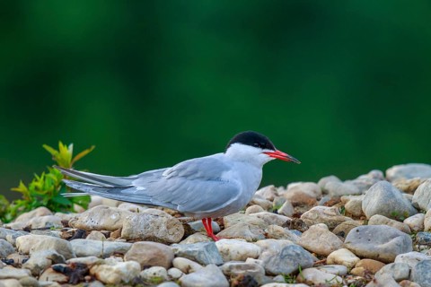 Common Tern (Sterna hirundo), North Rhine-Westphalia, Germany