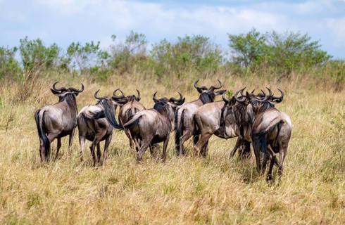 Blue wildebeest (Connochaetes taurinus), group from behind, Serengeti National Park, Tanzania