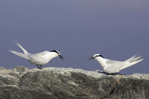 Black-naped Tern (Sterna sumatrana), Singapore