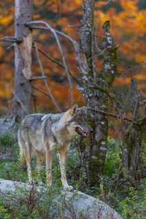One eurasian gray wolf (Canis lupus lupus) standing on a log on a small hill with a bright and