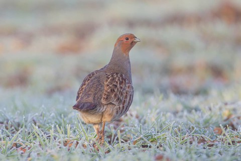 Grey or English or Hungarian partridge (Perdix perdix) adult game bird in a frost covered farmland