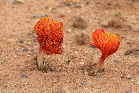 Scarlet bloodflower, (Haemanthus coccineus), flower, in bloom, Karoo Desert Botanic Garden,