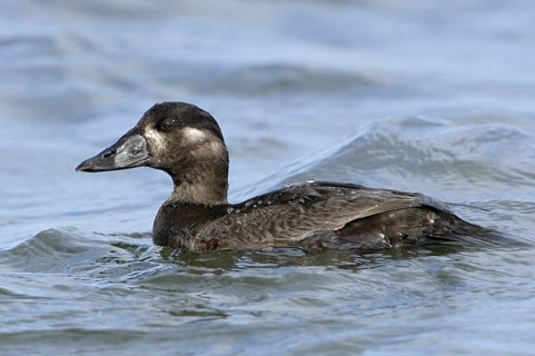 Surf Scoter (Melanitta perspicillata) female, California, USA