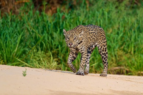 The jaguar strides across a sandy surface surrounded by green jungle flora, Jaguar (Panthera onca),
