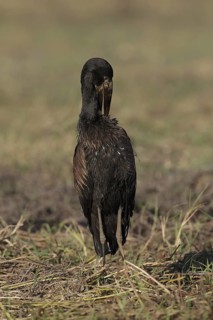 African Openbill (Anastomus lamelligerus) foraging, Chobe, Botswana
