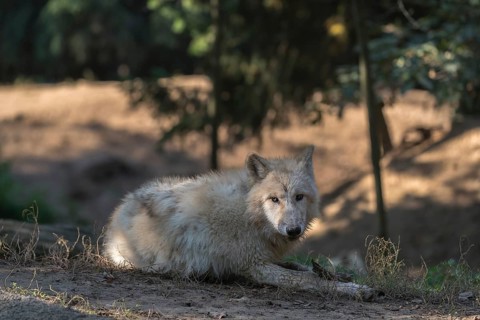 One Arctic wolf (Canis lupus arctos) lying on the forest floor, chewing on a bone. Green vegetation