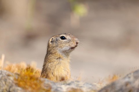 A fully grown European ground squirrel (Spermophilus citellus) sits in rocky terrain on a sunny
