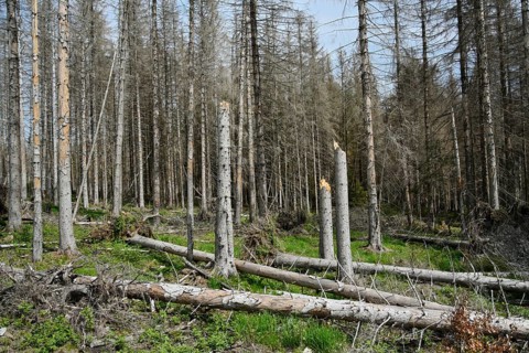 Dead spruce forest (Picea abies), forest dieback, deadwood, resin, Lower Saxony, Germany