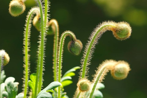 Iceland poppy (Papaver nudicaule), buds, in the evening light, North Rhine-Westphalia, Germany
