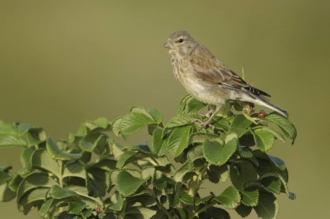 Common Linnet (Linaria cannabina) female, North Rhine-Westphalia, Germany