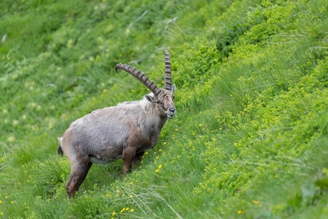 One adult ibex (Capra ibex) grazing on 2500 m sea level in the Hohe Tauern National Park