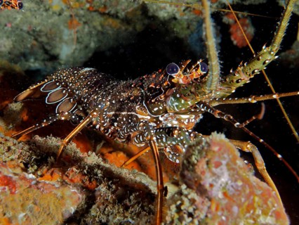 A large spiny crayfish with a robust body and long antennae, the spotted spiny crayfish (Panulirus