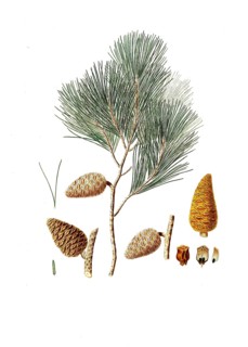 Maritime pine, also known as Bordeaux pine, hedgehog pine, star pine, sea pine, maritime pine,