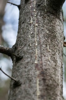 European spruce bark beetle, common spruce, pine family, Norway spruce, picea abies, pinaceae,