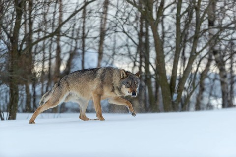 One male eurasian gray wolf (Canis lupus lupus) walking thru deep snow with a forest in the