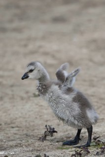 Barnacle Goose (Branta leucopsis) juvenile, Schleswig-Holstein, Germany