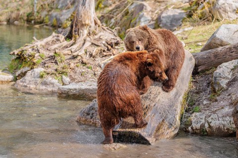 An adult female brown bear (Ursus arctos arctos) walks down a rotten tree trunk to the water. A