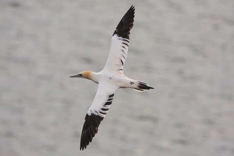 Northern Gannet (Morus bassanus) flying, Schleswig-Holstein, Germany