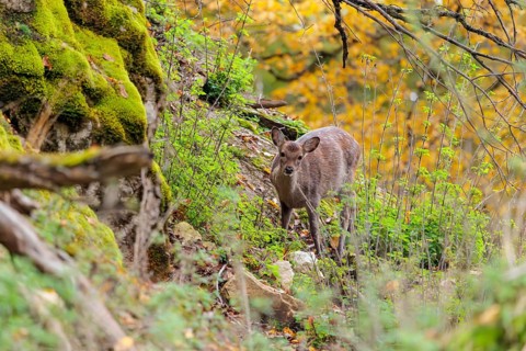 A female sika deer (Cervus nippon) crosses a rocky but vegetation-covered slope in search of food