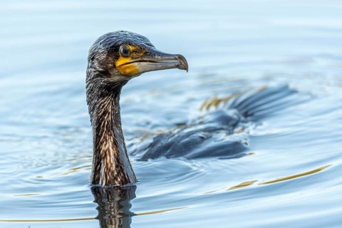 Great great cormorant (Phalacrocorax carbo) fishing in the water. Bas-Rhin, Collectivite europeenne