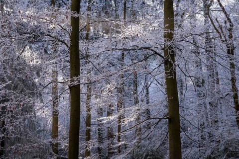 Wintery forest with hoarfrost on Königstuhl mountain, Rhein-Neckar district, Baden-Württemberg,