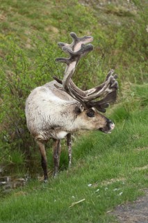 Reindeer (Rangifer tarandus) male, domesticated animal with strong velvet antlers, tundra, northern