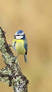 Blue tit (Parus caeruleus), sitting on a branch overgrown with lichen, Wilnsdorf, North