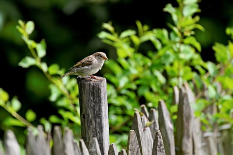 Tree sparrow (Passer montanus), young bird sitting on a post, Switzerland