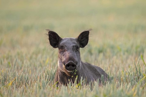 Solitary wild boar (Sus scrofa) sow, female foraging in wheat field, cornfield in summer